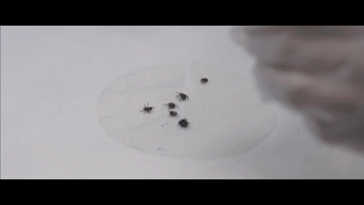 ALL NATURAL TICK REPELLENT - Wear SPF - The Track and Field Store